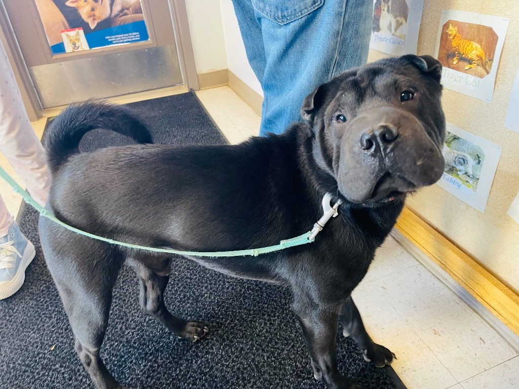 Trax, an adoptable Shar-Pei in Green River, WY, 82935 | Photo Image 2