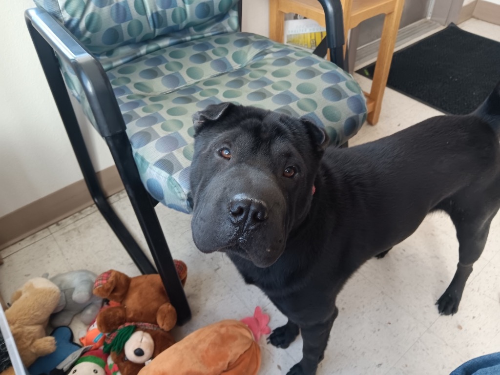 Trax, an adoptable Shar-Pei in Green River, WY, 82935 | Photo Image 3