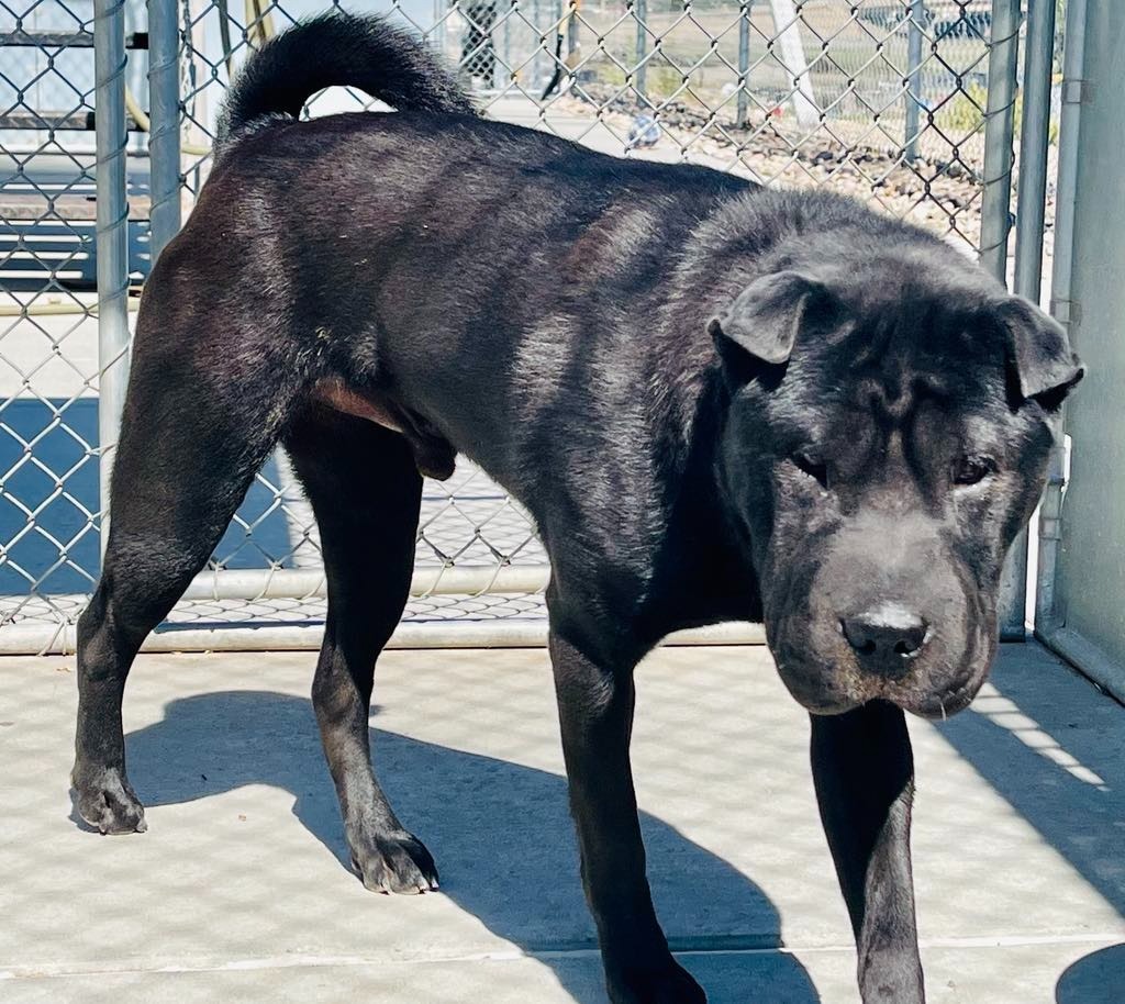 Trax, an adoptable Shar-Pei in Green River, WY, 82935 | Photo Image 4