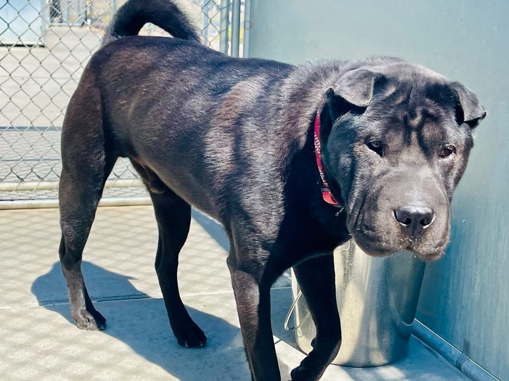 Trax, an adoptable Shar-Pei in Green River, WY, 82935 | Photo Image 5