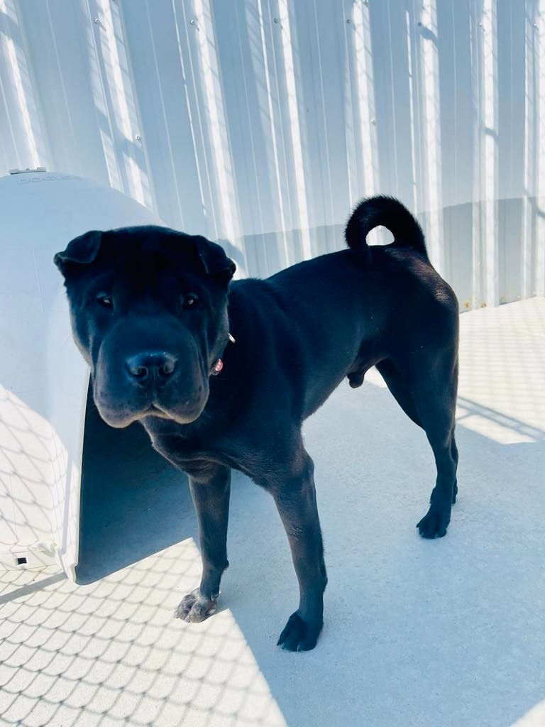 Trax, an adoptable Shar-Pei in Green River, WY, 82935 | Photo Image 6