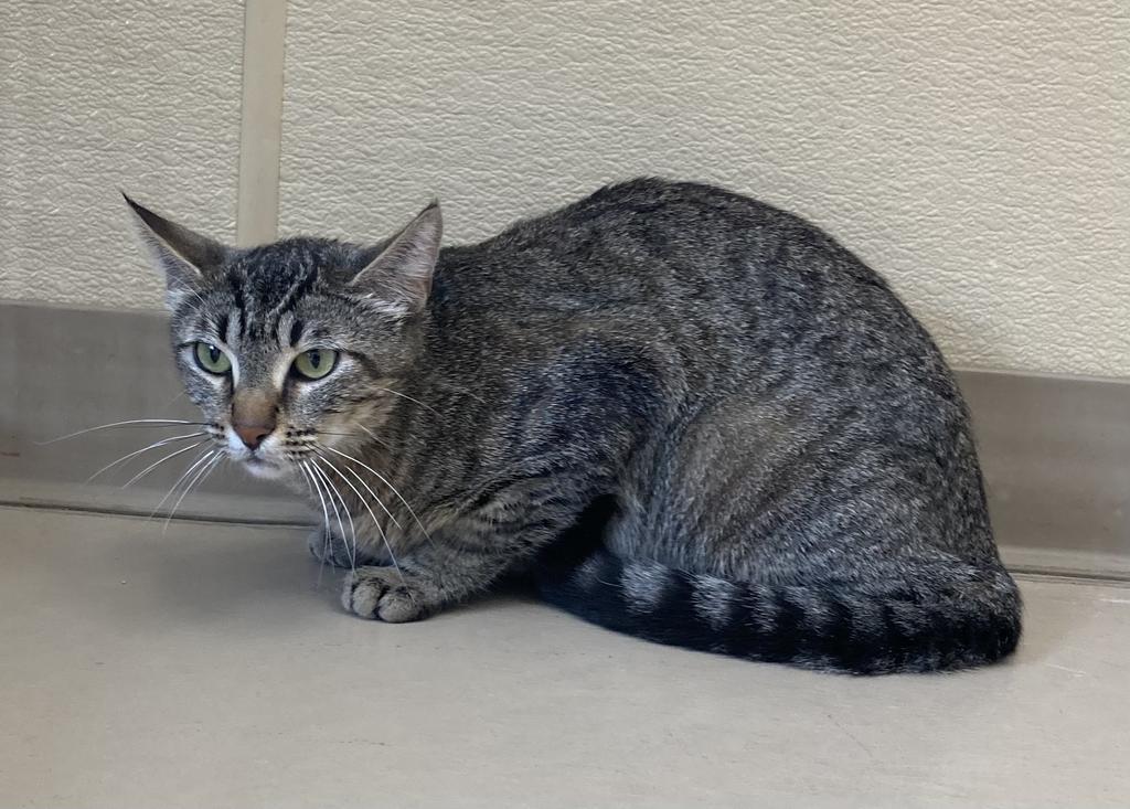 Bette, an adoptable Domestic Medium Hair in Green River, WY, 82935 | Photo Image 1