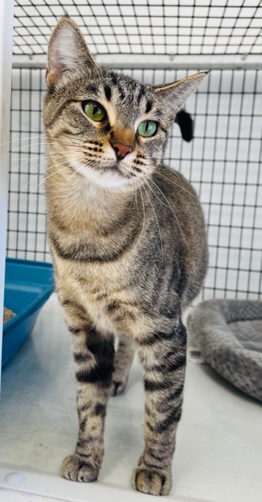 Bette, an adoptable Domestic Medium Hair in Green River, WY, 82935 | Photo Image 1