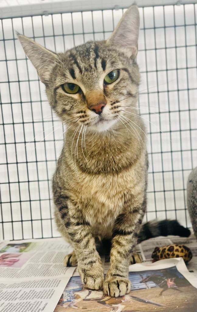 Bette, an adoptable Domestic Medium Hair in Green River, WY, 82935 | Photo Image 2