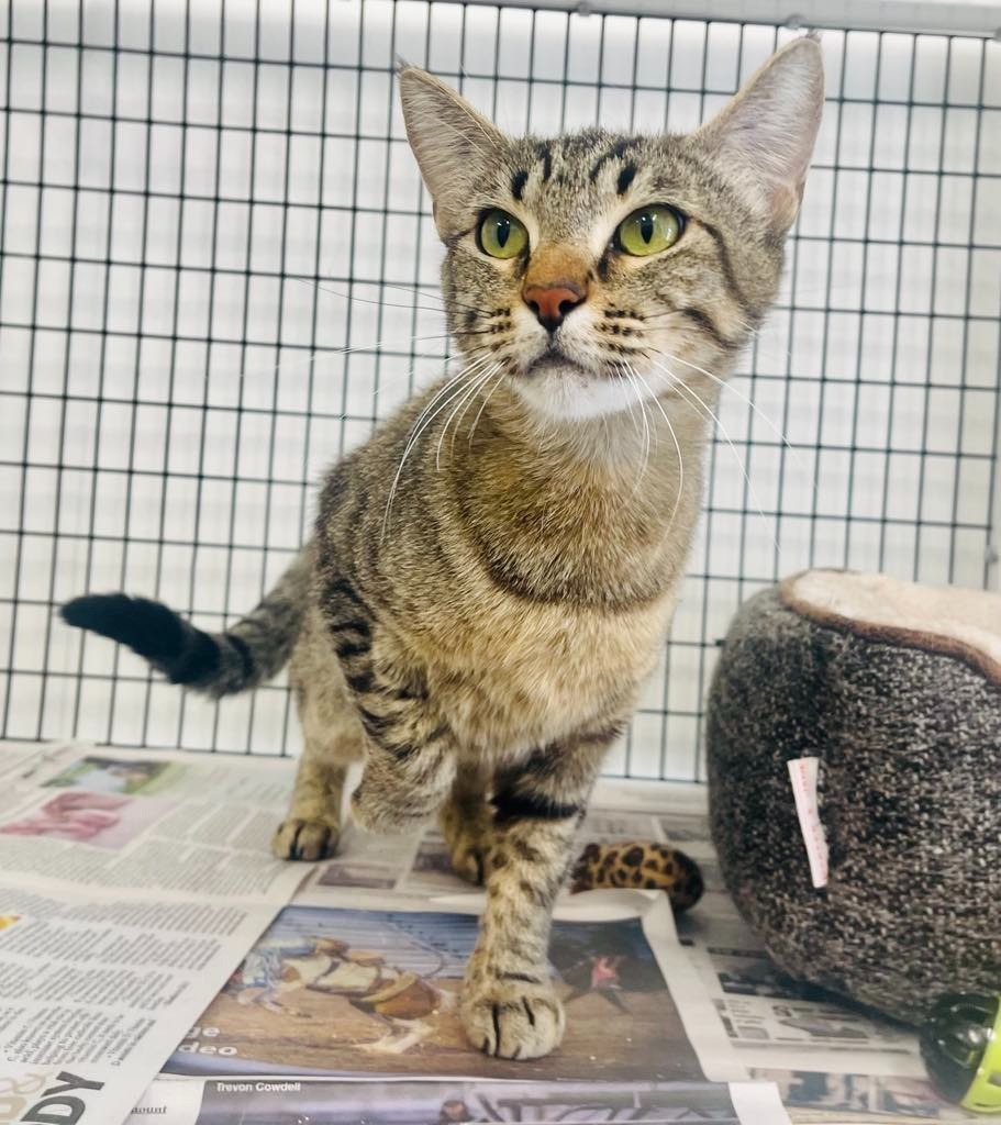 Bette, an adoptable Domestic Medium Hair in Green River, WY, 82935 | Photo Image 3