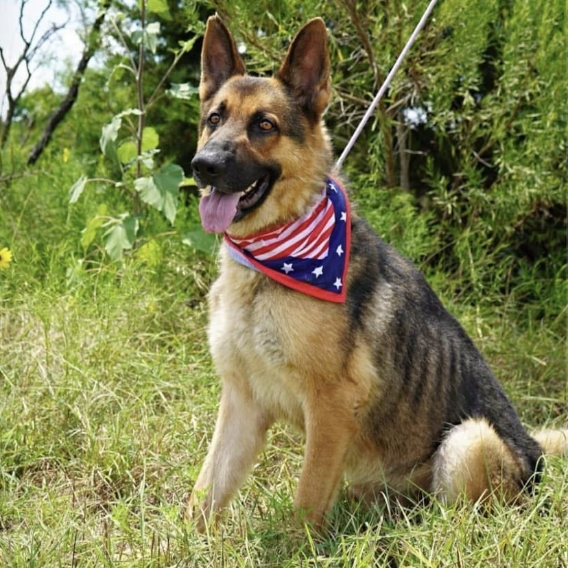 Maui, an adoptable German Shepherd Dog in Rockland, WI, 54653 | Photo Image 1