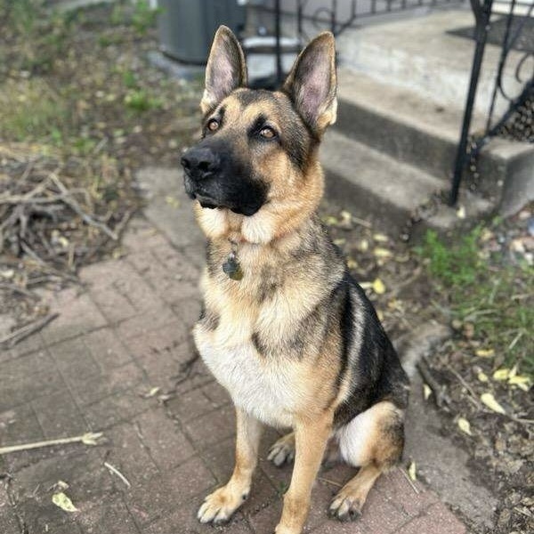 Maui, an adoptable German Shepherd Dog in Rockland, WI, 54653 | Photo Image 2