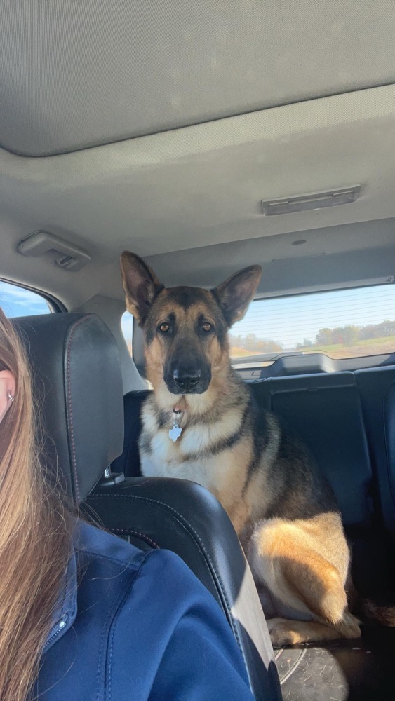 Maui, an adoptable German Shepherd Dog in Rockland, WI, 54653 | Photo Image 3