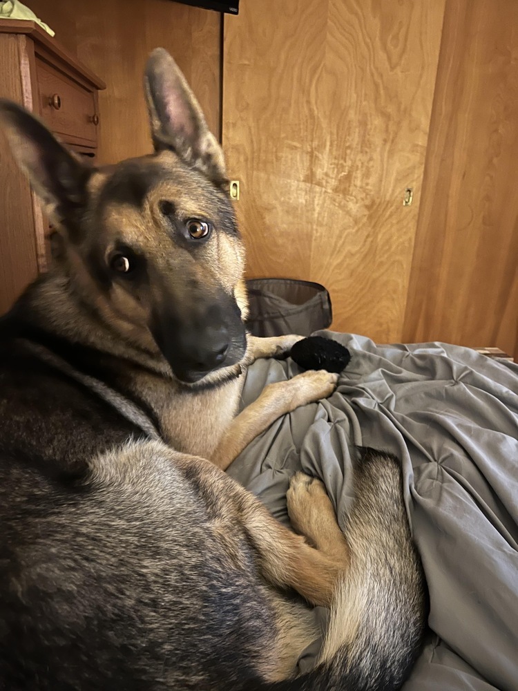 Maui, an adoptable German Shepherd Dog in Rockland, WI, 54653 | Photo Image 4