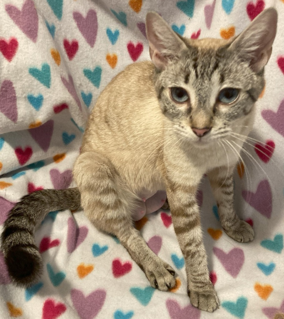 Fairy, an adoptable Domestic Short Hair in Palmer, AK, 99645 | Photo Image 1