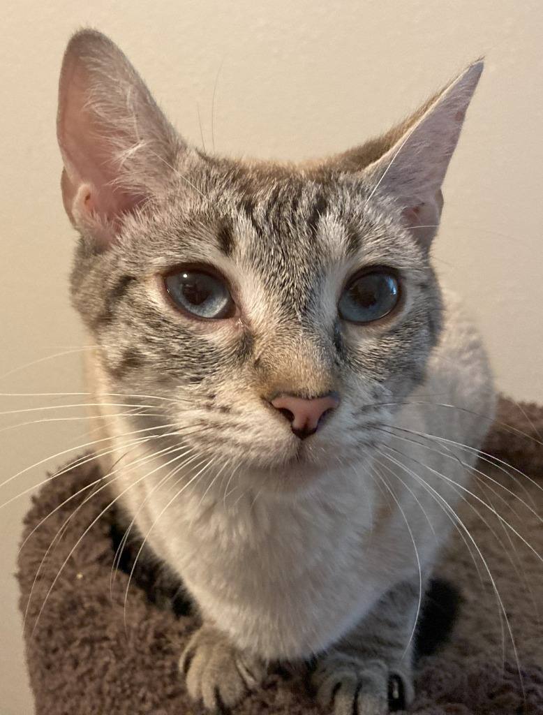 Fairy, an adoptable Domestic Short Hair in Palmer, AK, 99645 | Photo Image 3