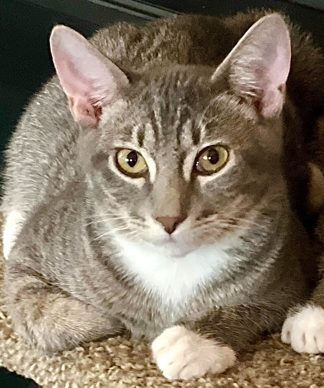 Moby, an adoptable Tabby in Palmer, AK, 99645 | Photo Image 1