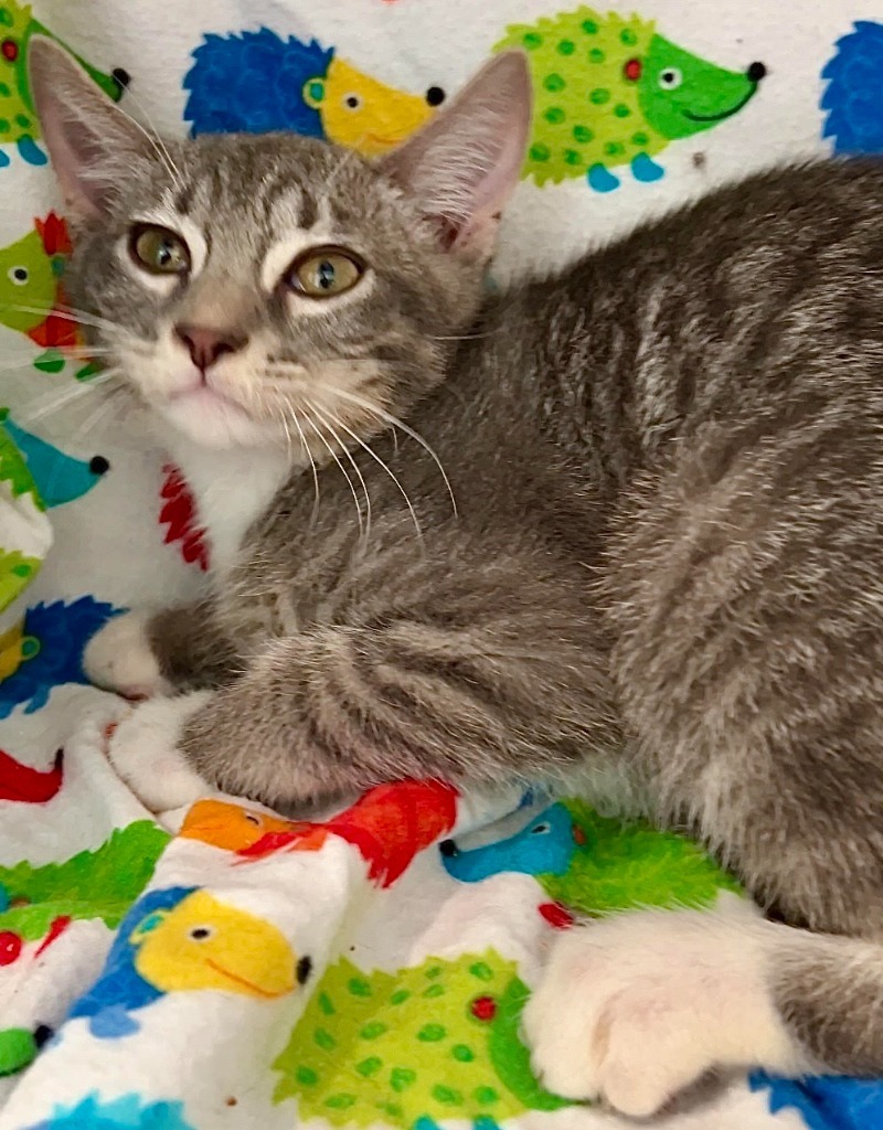 Moby, an adoptable Tabby in Palmer, AK, 99645 | Photo Image 3