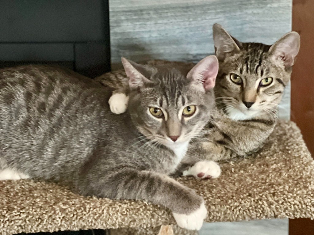 Moby, an adoptable Tabby in Palmer, AK, 99645 | Photo Image 4