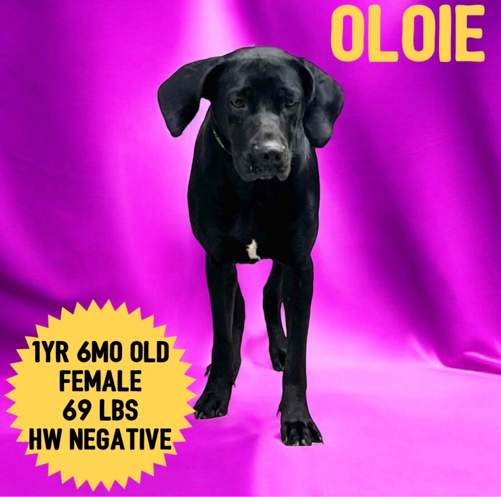 Oloie