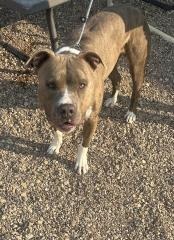 Ralph**, an adoptable American Staffordshire Terrier in Hot Springs, SD, 57747 | Photo Image 1