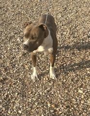 Ralph**, an adoptable American Staffordshire Terrier in Hot Springs, SD, 57747 | Photo Image 2