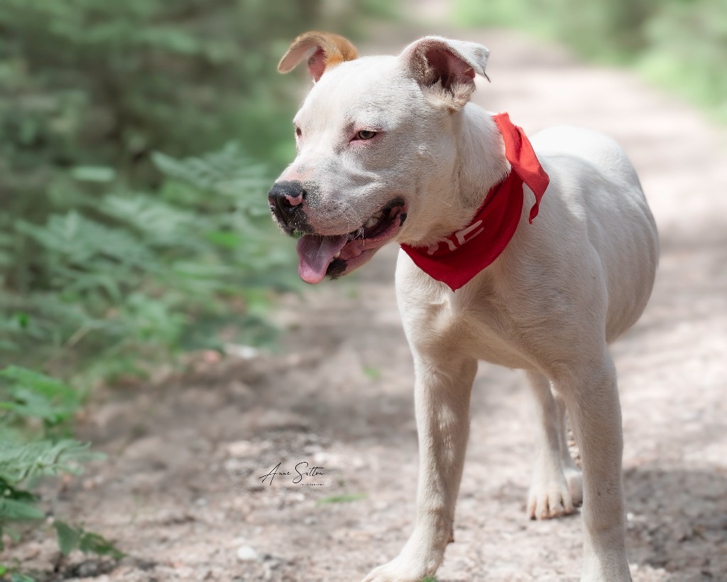 Rico (Gizmo 7), an adoptable American Bulldog in Hot Springs, SD, 57747 | Photo Image 1