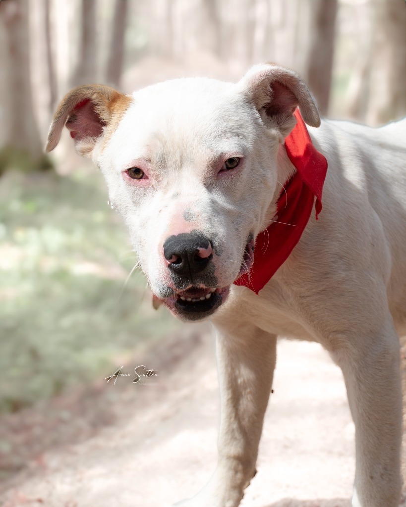 Rico (Gizmo 7), an adoptable American Bulldog in Hot Springs, SD, 57747 | Photo Image 2