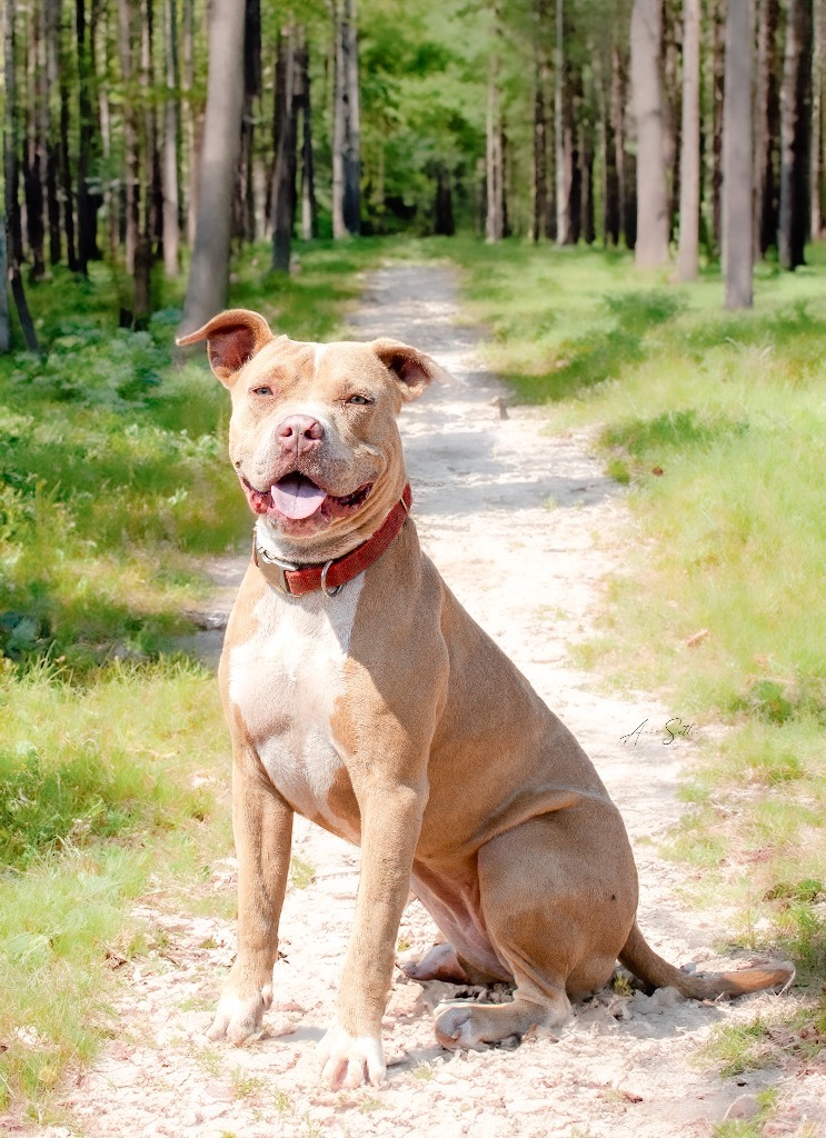 Honey (Pinky ), an adoptable Pit Bull Terrier in Hot Springs, SD, 57747 | Photo Image 1