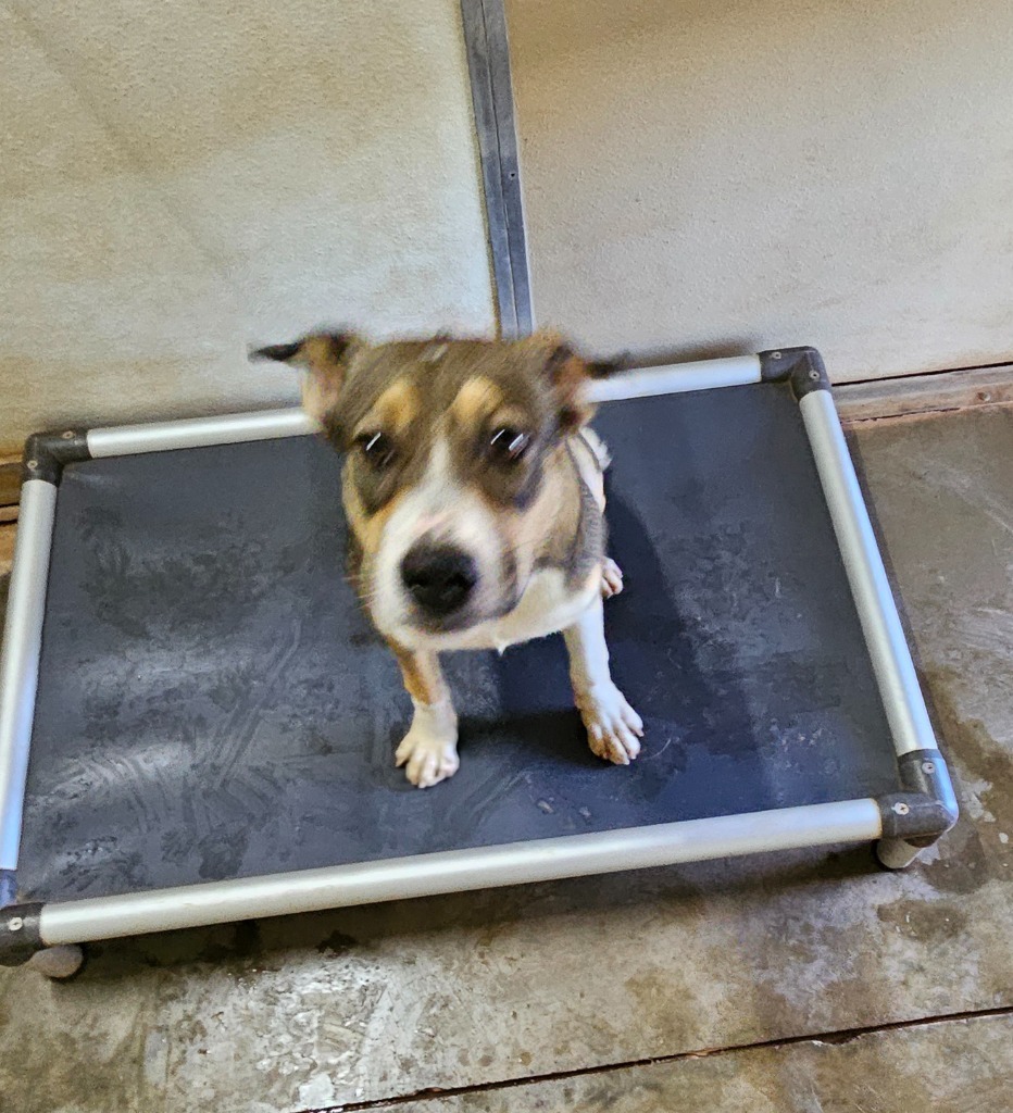 Renee, an adoptable Mixed Breed in Tucumcari, NM, 88401 | Photo Image 1