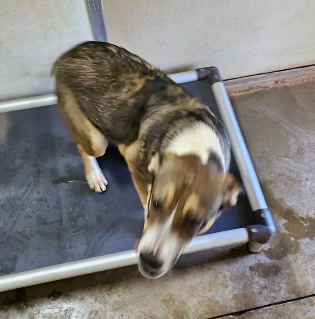 Renee, an adoptable Mixed Breed in Tucumcari, NM, 88401 | Photo Image 2
