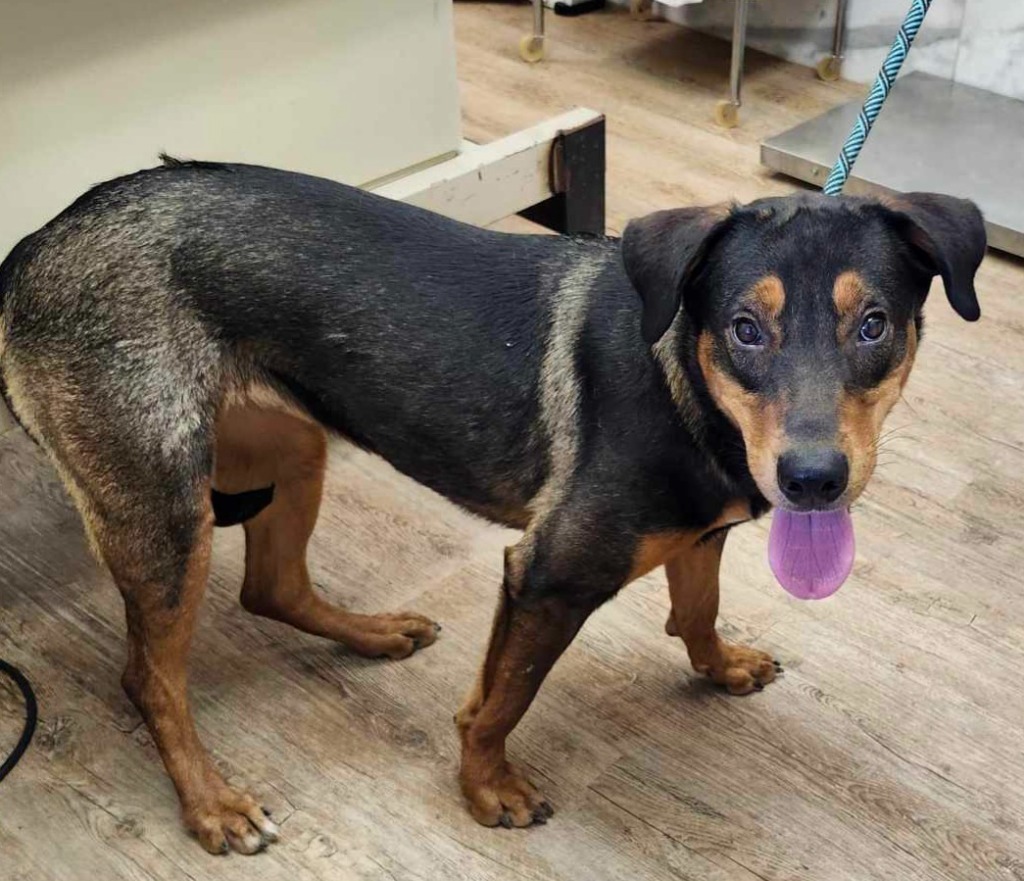 ACO Diamond, an adoptable Doberman Pinscher, Shepherd in Tucumcari, NM, 88401 | Photo Image 1