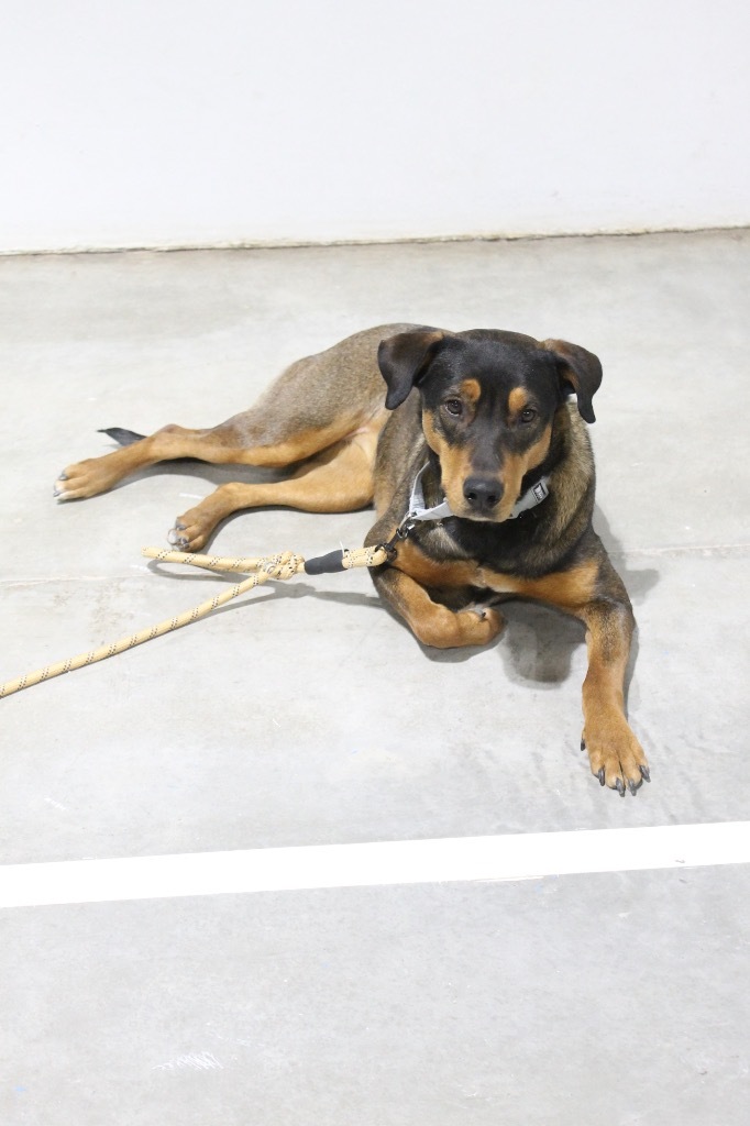 ACO Diamond, an adoptable Doberman Pinscher, Shepherd in Tucumcari, NM, 88401 | Photo Image 1