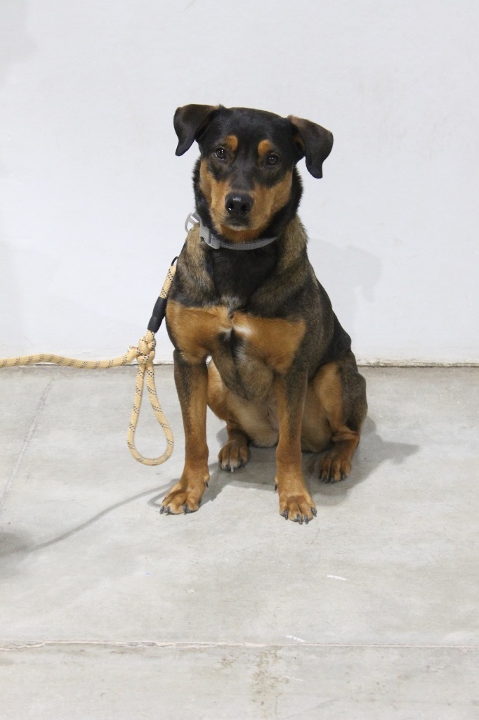 ACO Diamond, an adoptable Doberman Pinscher, Shepherd in Tucumcari, NM, 88401 | Photo Image 3
