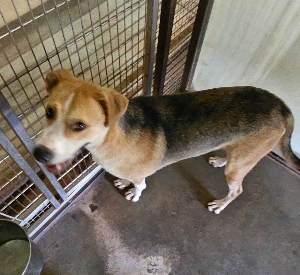 ACO Star, an adoptable Labrador Retriever, Foxhound in Tucumcari, NM, 88401 | Photo Image 1