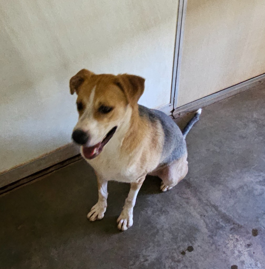 ACO Star, an adoptable Labrador Retriever, Foxhound in Tucumcari, NM, 88401 | Photo Image 2