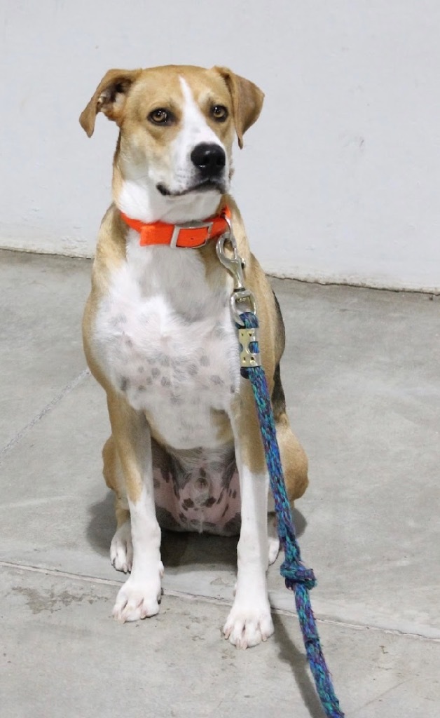 ACO Star, an adoptable Labrador Retriever, Foxhound in Tucumcari, NM, 88401 | Photo Image 3