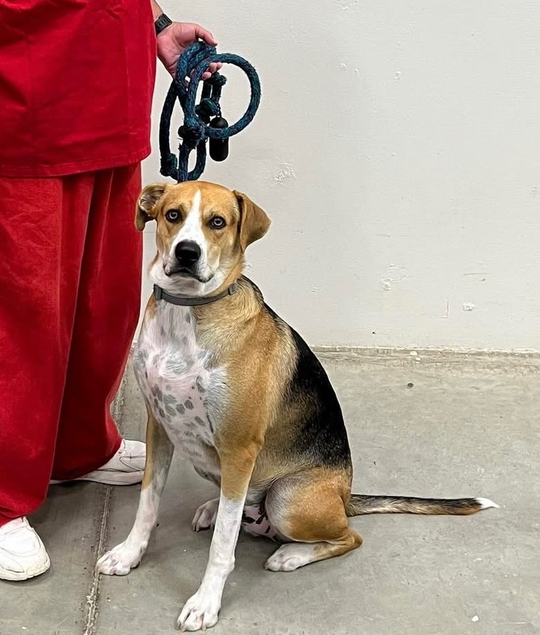 Star, an adoptable Labrador Retriever, Foxhound in Tucumcari, NM, 88401 | Photo Image 4