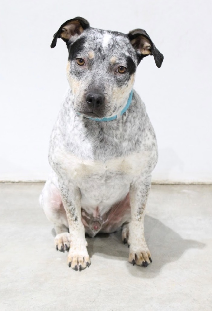 ACO Shadow, an adoptable Australian Cattle Dog / Blue Heeler, Mixed Breed in Tucumcari, NM, 88401 | Photo Image 1