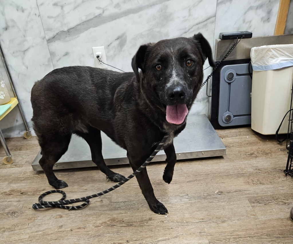 ACO Stacy, an adoptable Labrador Retriever, Mixed Breed in Tucumcari, NM, 88401 | Photo Image 1