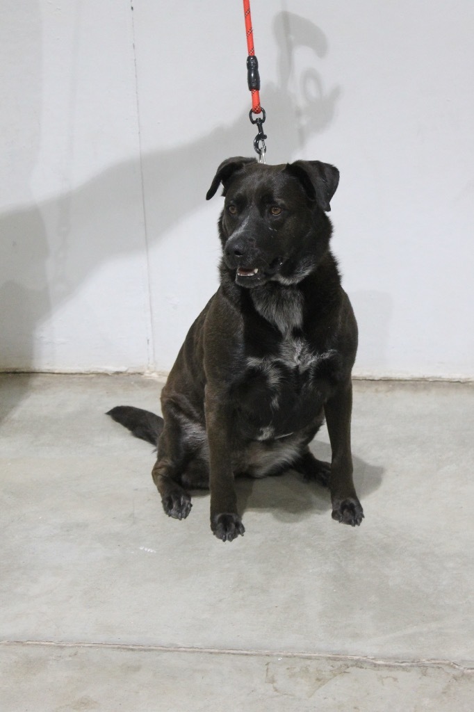 ACO Stacy, an adoptable Labrador Retriever, Mixed Breed in Tucumcari, NM, 88401 | Photo Image 1