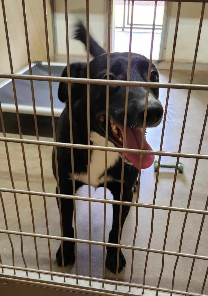 ACO Jack, an adoptable Labrador Retriever, Mixed Breed in Tucumcari, NM, 88401 | Photo Image 1