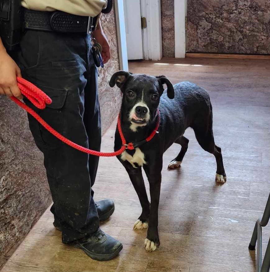ACO Max, an adoptable Boxer, Mixed Breed in Tucumcari, NM, 88401 | Photo Image 1