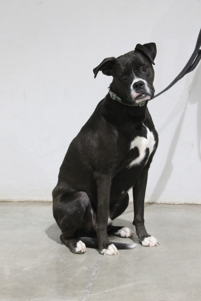 ACO Max, an adoptable Boxer, Mixed Breed in Tucumcari, NM, 88401 | Photo Image 1