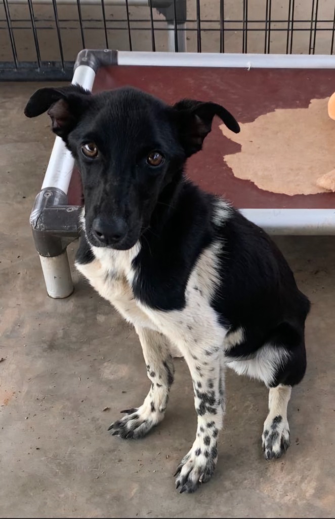 Pete, an adoptable Mixed Breed, Australian Cattle Dog / Blue Heeler in Tucumcari, NM, 88401 | Photo Image 1