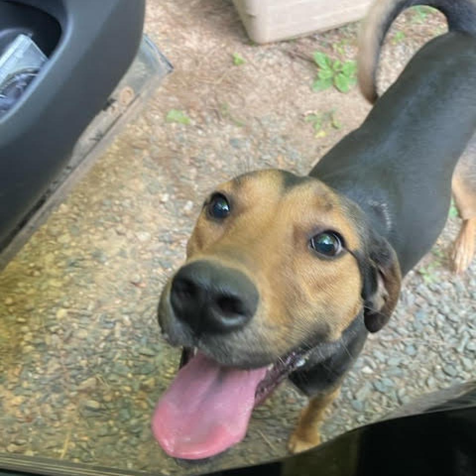 Daisy, an adoptable Foxhound in Lynchburg, VA, 24502 | Photo Image 1