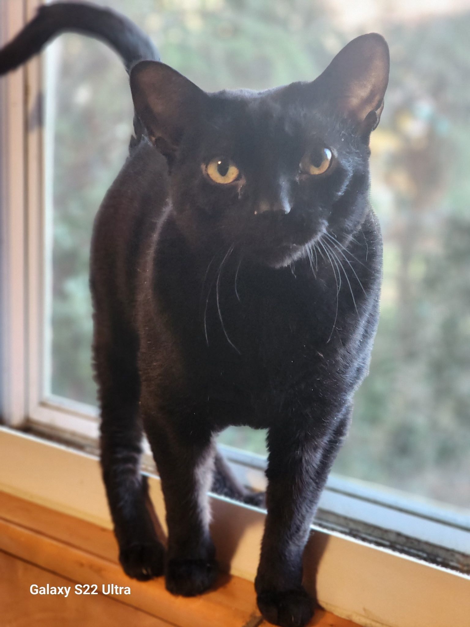 Buddy 5328C