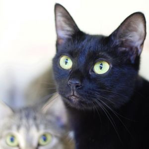 Angel, Adult Female Domestic Short Hair