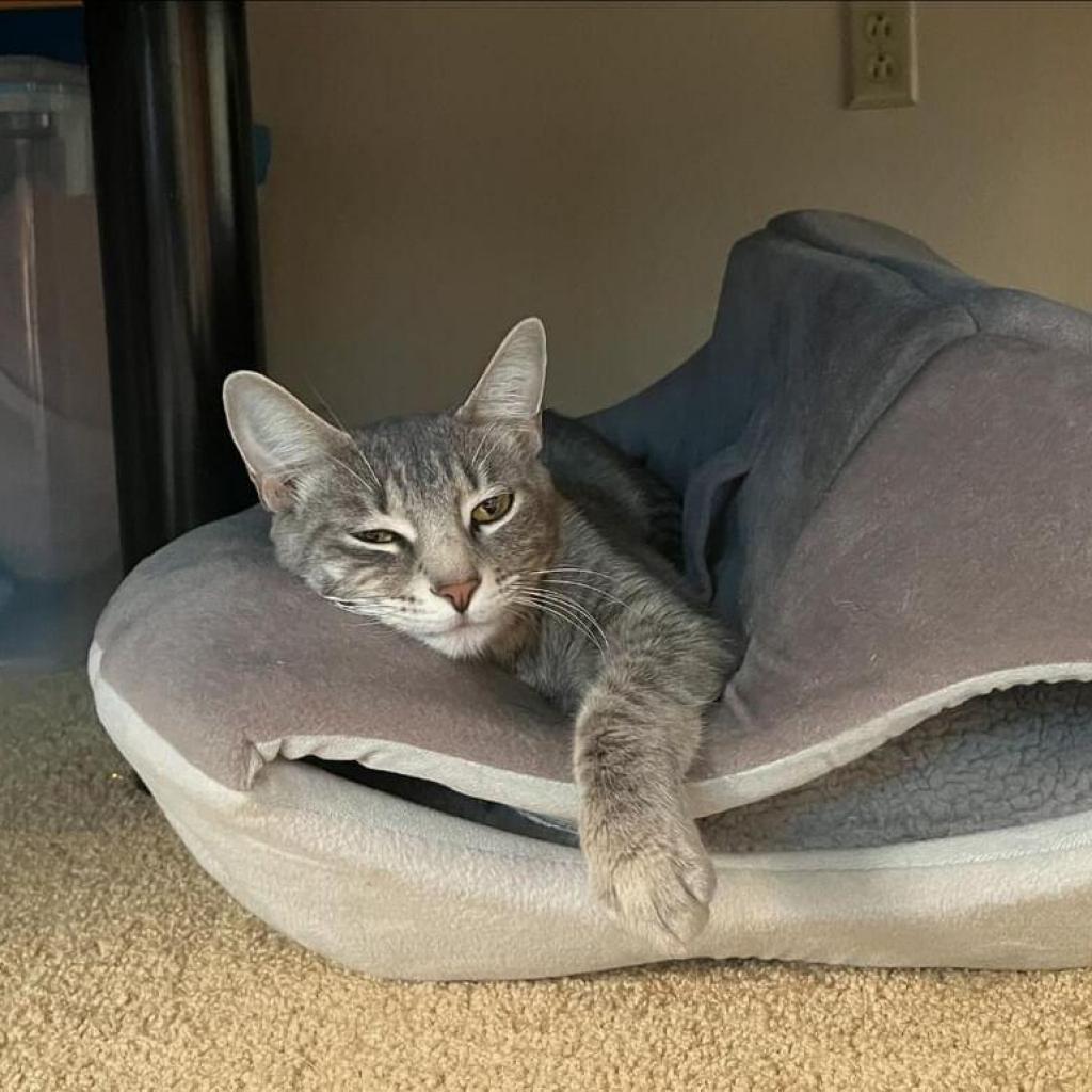 Edith, an adoptable Domestic Short Hair in Fort Collins, CO, 80526 | Photo Image 1