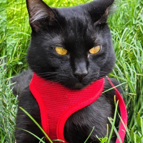 Simon, an adoptable Domestic Short Hair in Meridian, ID, 83680 | Photo Image 1