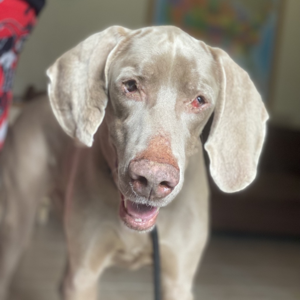 Boomer, an adoptable Weimaraner in LOXAHATCHEE, FL, 33470 | Photo Image 1