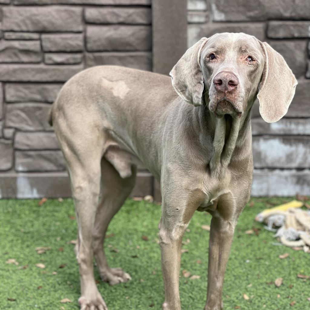 Boomer, an adoptable Weimaraner in LOXAHATCHEE, FL, 33470 | Photo Image 2