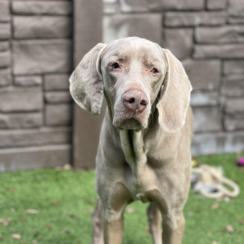 Boomer, an adoptable Weimaraner in LOXAHATCHEE, FL, 33470 | Photo Image 3