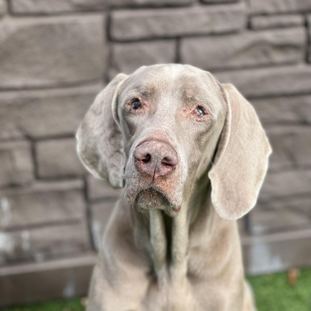 Boomer, an adoptable Weimaraner in LOXAHATCHEE, FL, 33470 | Photo Image 4
