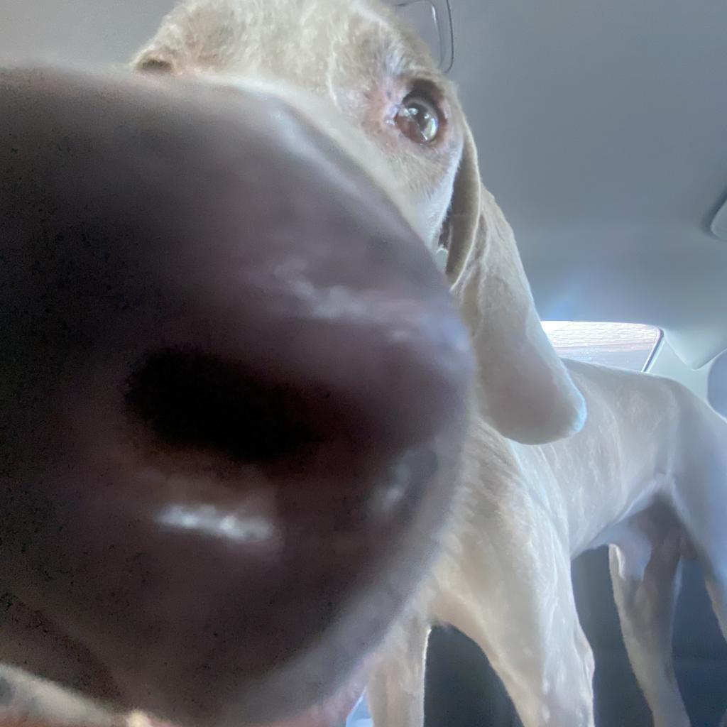 Boomer, an adoptable Weimaraner in LOXAHATCHEE, FL, 33470 | Photo Image 5